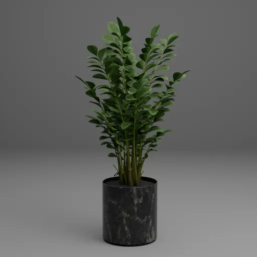 Rubber Plant in Black Marble Pot