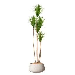 Indoor Plant Yucca Elephantipes