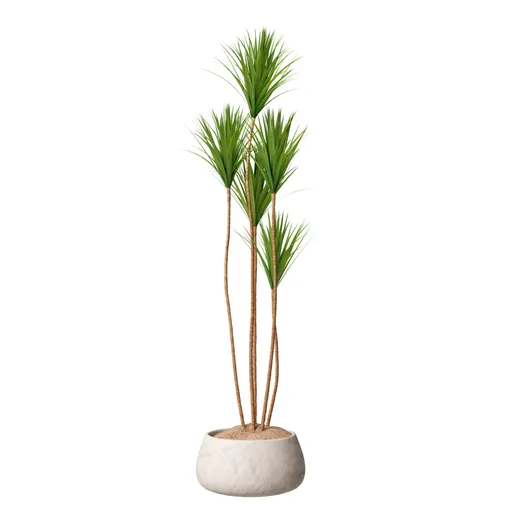 Indoor Plant Yucca Elephantipes