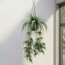 Hanging Spider Plant