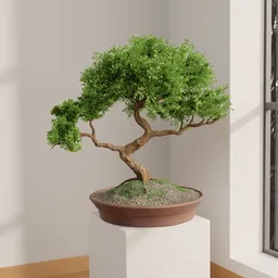 Bonsai tree
