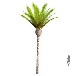 Palm Phoenix Canariensis Decorative