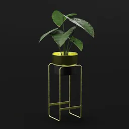 Elephant Ear Taro Small Potted