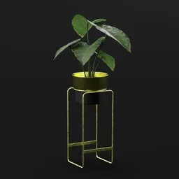 Elephant Ear Taro Small Potted