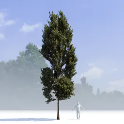 Coniferous Tree