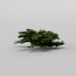 Juniper Low Poly