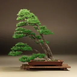 Kokufu Bonsai