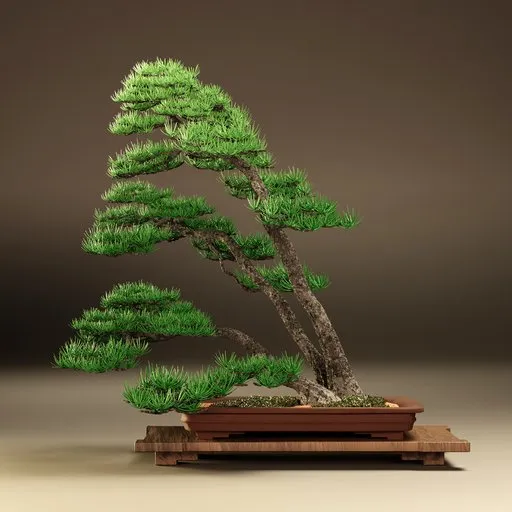 Kokufu Bonsai
