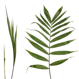 Chamaedorea elegans Atlas