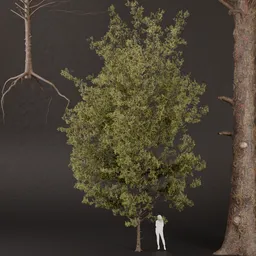 SJ-High Detail Pine Tree Model