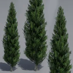 Realistic 3D Cypress tree model showcasing detailed textures, suitable for Blender rendering and visualization projects.