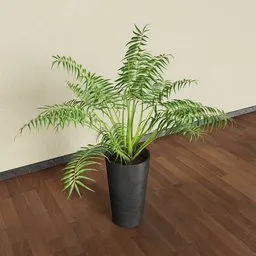 Indoor Plant