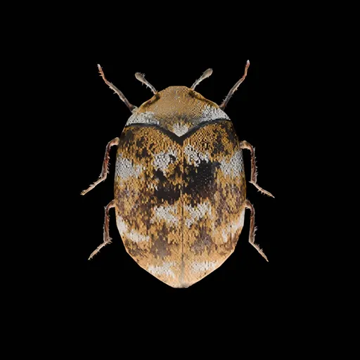Wild Bug