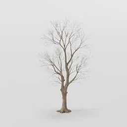 Tall Rottenpine