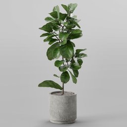 "High-quality and detailed 3D model of a Ficus Plant in a vase, created with Blender 3D software. The mesh and textures are expertly crafted to showcase the plant's natural beauty. Perfect for nature and indoor design enthusiasts."