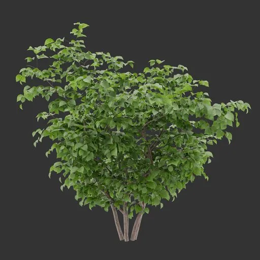 Bush Plant
