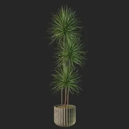 Dracaena Marginata