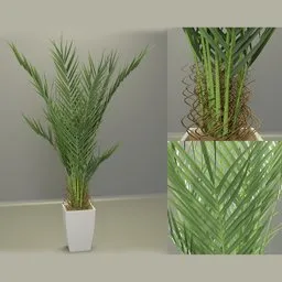 Detailed 3D palm plant model with realistic translucency and dual-material leaves for Blender rendering.