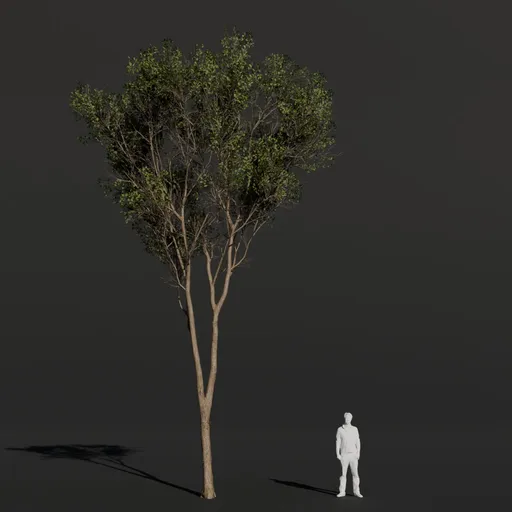 Black Alder Thin