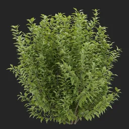 Dense Irregular Bush Plant