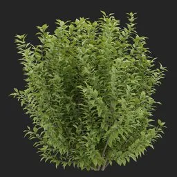 Simple Bush plant