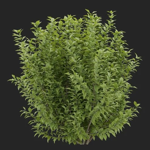 Simple Bush plant