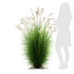 Grass Miscanthus Nepalensis