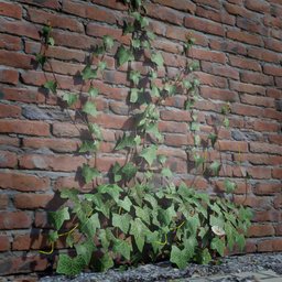 Ivy Creeper Going Up 1M 04