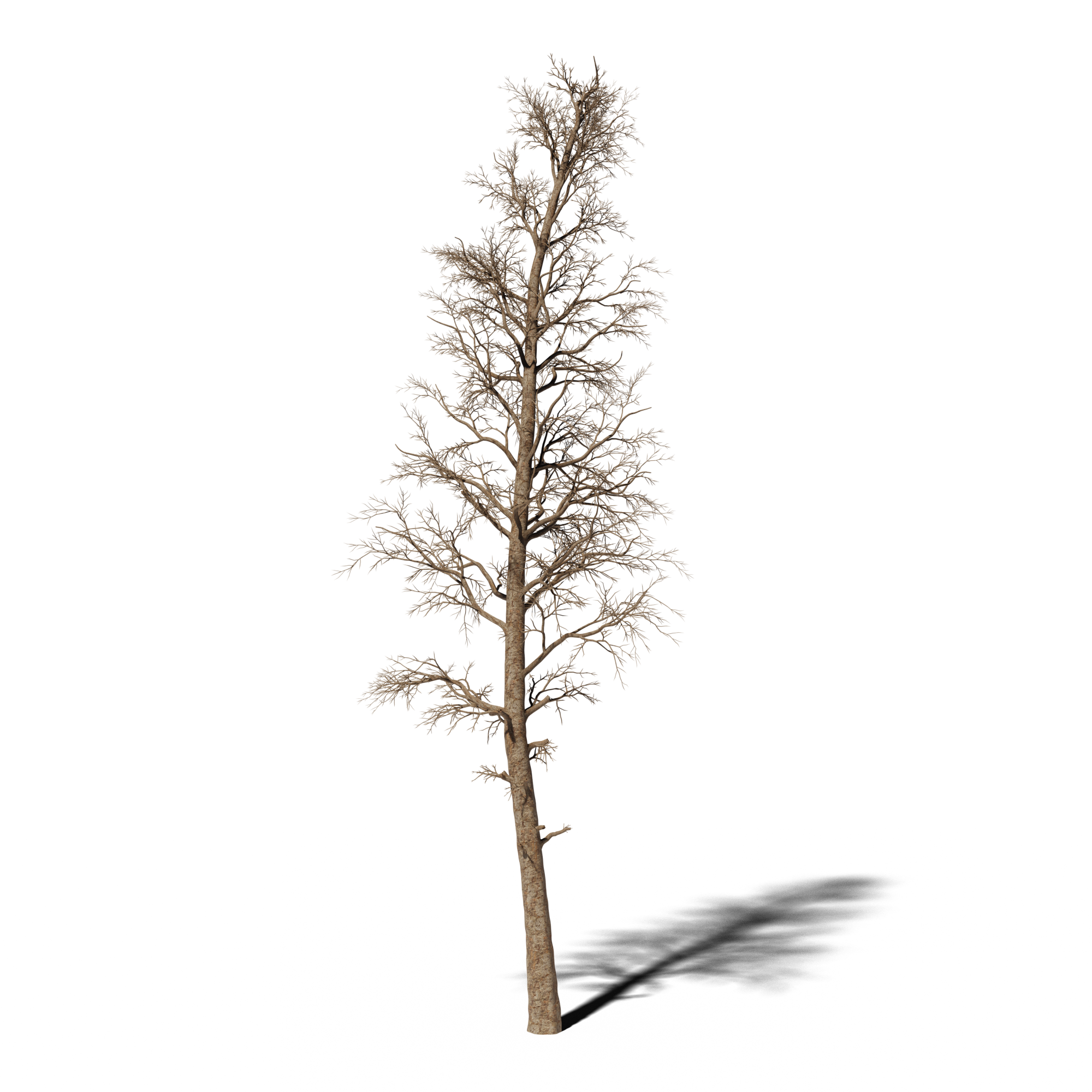 Dead Pine v2 3D Tree models BlenderKit
