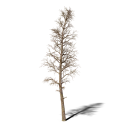 Detailed 3D model of a leafless dead pine tree for Blender graphics and animation projects.
