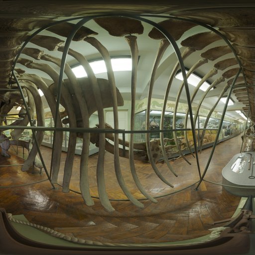 Whale Skeleton