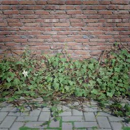 Ivy Creeper Edge 2M 02 03