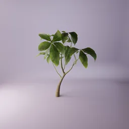 Sapling plant