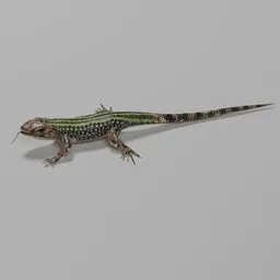 Lizzard
