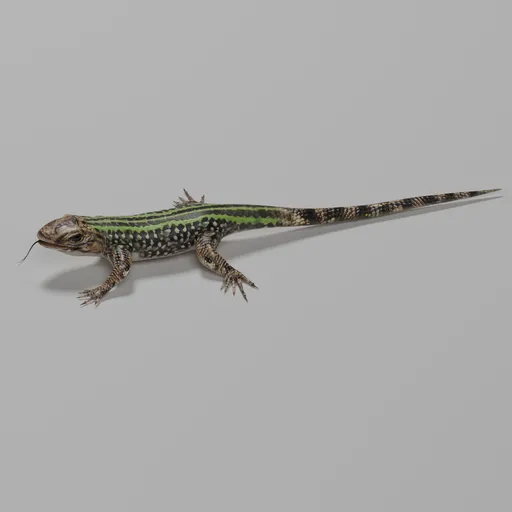Lizzard