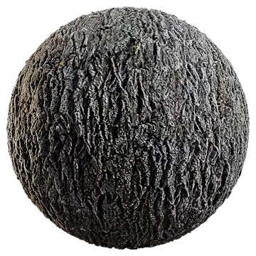 Oak tree bark