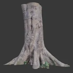 Large Tree Trunk with Buttress Roots