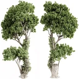 tree