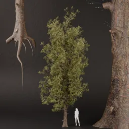 SJ-Evergreen Pine Tree