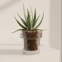 Aloe Succulent in Glass Pot