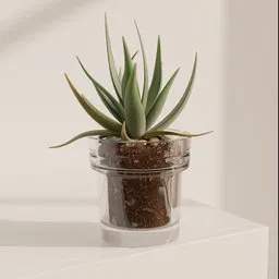 Aloe Succulent in Glass Pot