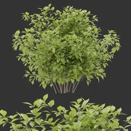 Simple Bush Plant