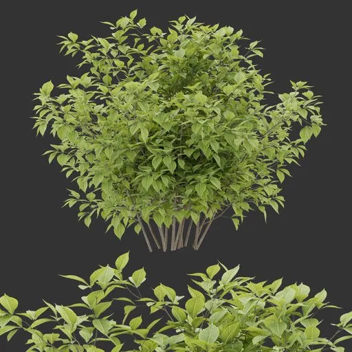 Simple Bush Plant