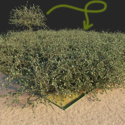 Bush