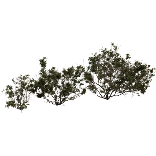 Searsia Burchellii