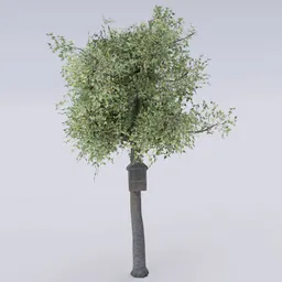 Bird Feeder Tree