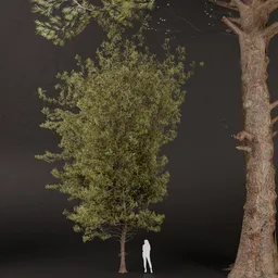 SJ-Detailed Pine Forest Tree