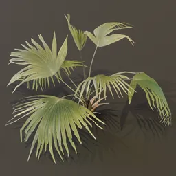 Fan Palm Small