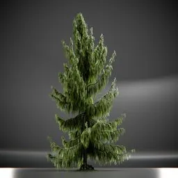 Tree Weeping Nootka Animated