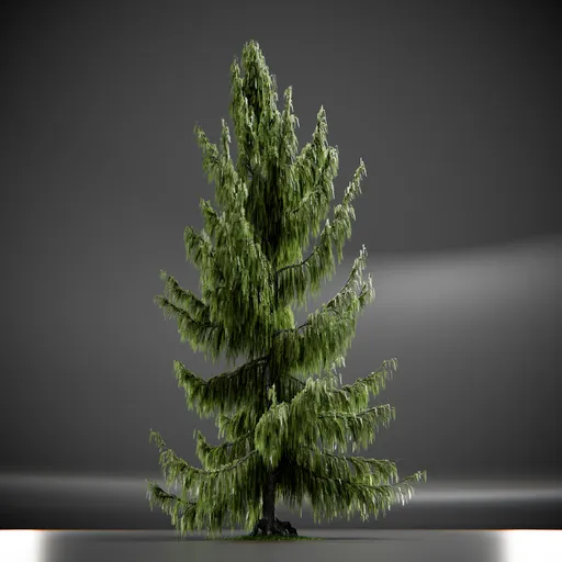Tree Weeping Nootka Animated